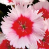 Spring Display