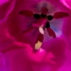 At Home in a Tulip