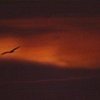 Flying to the Moon