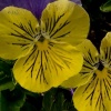 Two Yelloe Pansies