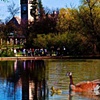 Geese at Assoniboine Park