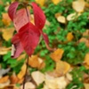 Red Leaves