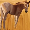 A Foal in the Grass