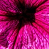 Veins in Purple