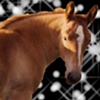 Foal in the Stars