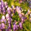 Shells in Bloom