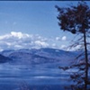 Kalamalka and Tree