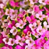 Ina's Flowers