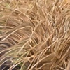 Grass