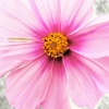 Light Pink?