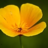 Buttercup