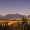 Canola Fields North of Creston