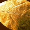 gold leaf