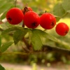 Berries