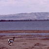 Antelope Couple