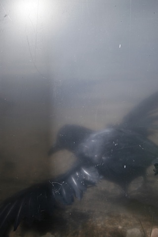 image by Dianne Davis
2011