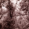 bwv 582, 2009


