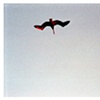 pelican study, 2010