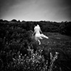 The Fool VI