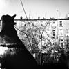feline in the city
