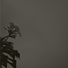 frangipani