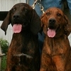 "bear dogs"