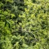 "solitude"