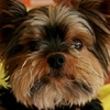 "Ronnie and Snickers"