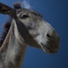 El Burro Andaluz 4