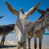 El Burro Andaluz 3