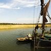 Cygnet at Snape, Suffolk