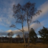 Birch Trees Sunset
