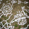 Our lives on the lawn