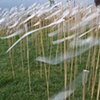Peppermint Bay Sculpture Prize 2005 - Flutter