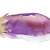 eggplant