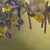 Bats
