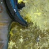Yellow Bride, Sari Gelin