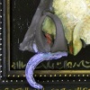 Modern Tulip