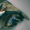 Collision, Carpisma