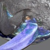 Blue II, Mavi II