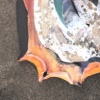 Whirling