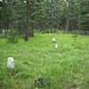 forest view