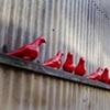 red pigeons
