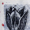 tulip