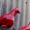 pigeons parade
