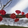 early spring