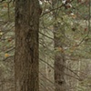 blind spot, slumber, witness, release 
(a Procrustean bed or a tale told in four parts/Fall)  
2010-2012