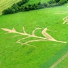 Homage to Illinois Corn