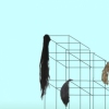 Hair Gym