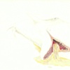 Ambergris